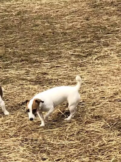 Badger Canyon Dogs - Benton City, WA