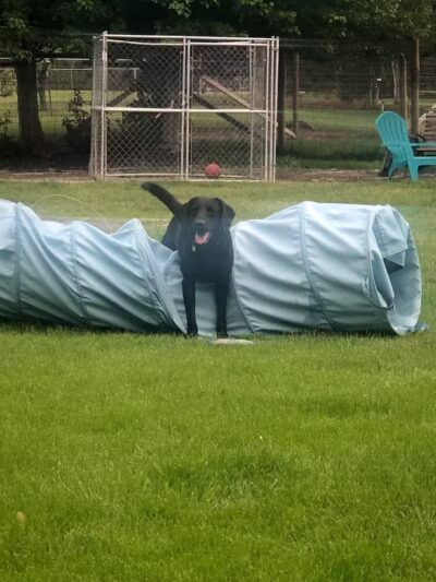 Badger Canyon Dogs - Benton City, WA