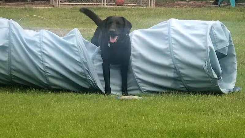 Badger Canyon Dogs - Benton City, WA