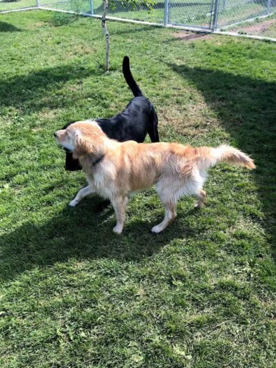 Badger Canyon Dogs - Benton City, WA