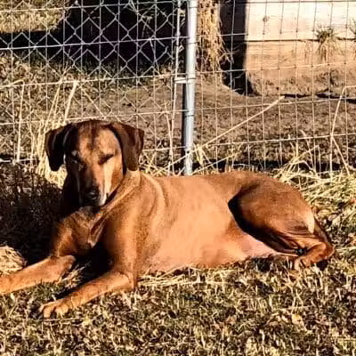 Badger Canyon Dogs - Benton City, WA
