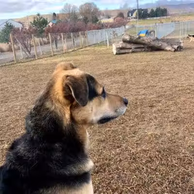 Badger Canyon Dogs - Benton City, WA