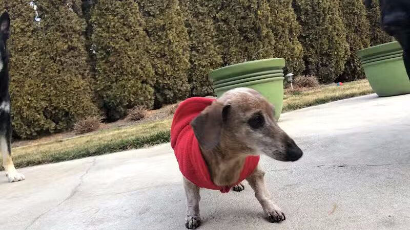 Badger Canyon Dogs - Benton City, WA