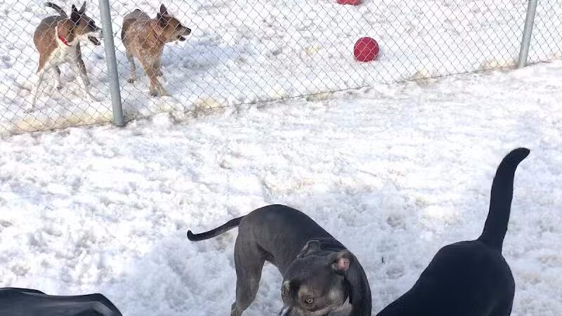 Badger Canyon Dogs - Benton City, WA