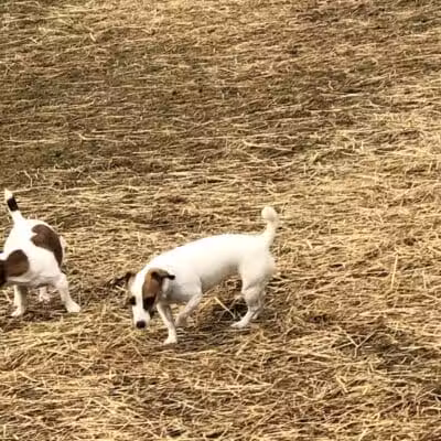 Badger Canyon Dogs - Benton City, WA