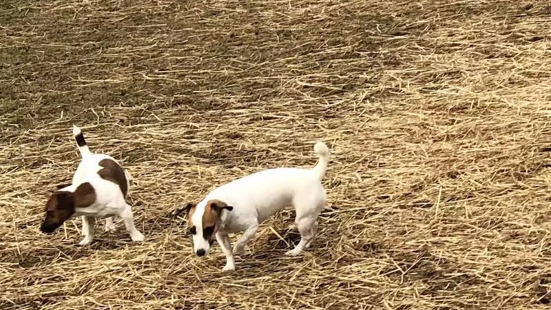 Badger Canyon Dogs - Benton City, WA
