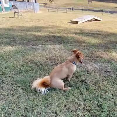 Benton Bark Park - Benton, KY