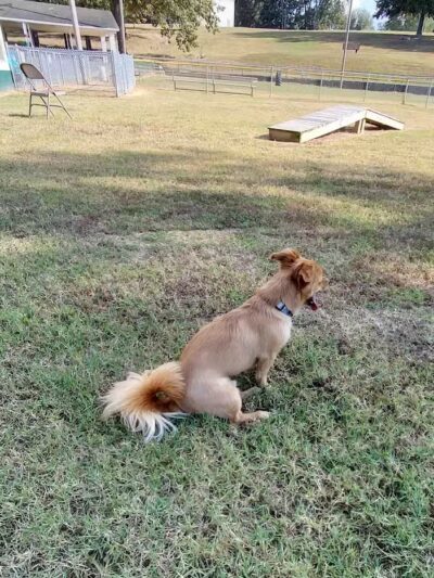 Benton Bark Park - Benton, KY