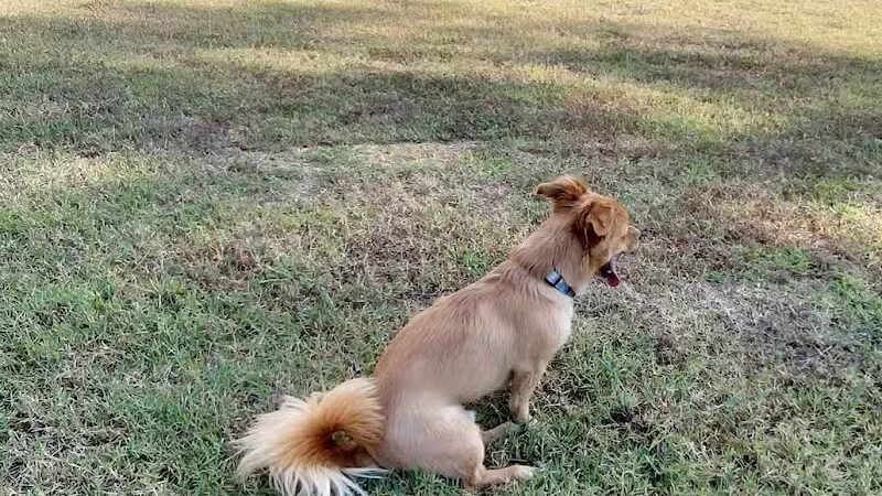 Benton Bark Park - Benton, KY