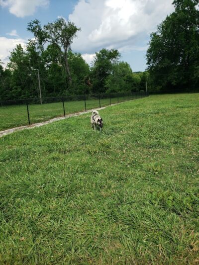 Tillie Memorial Dog Park - Berea, KY