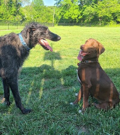 Tillie Memorial Dog Park - Berea, KY