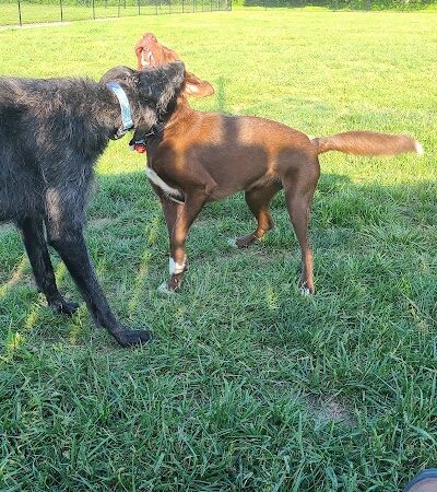 Tillie Memorial Dog Park - Berea, KY