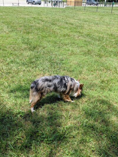 Tillie Memorial Dog Park - Berea, KY