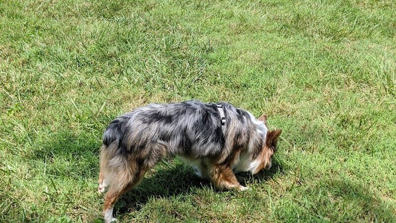 Tillie Memorial Dog Park - Berea, KY