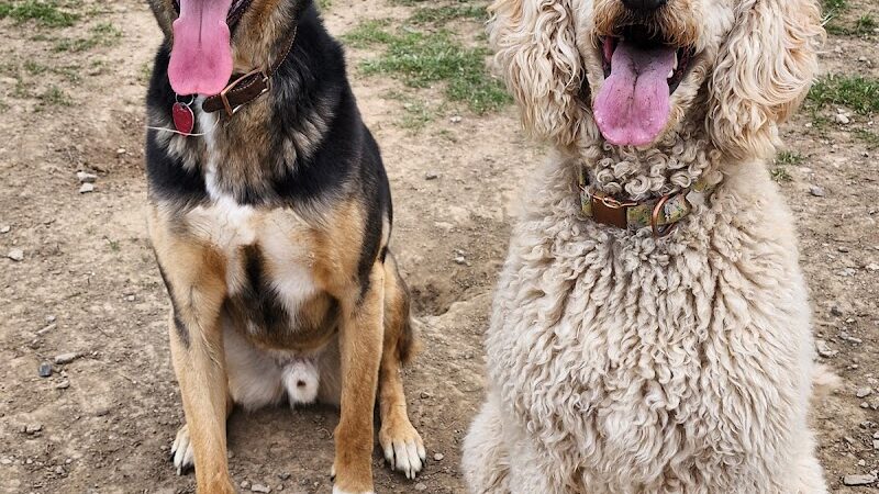 Tillie Memorial Dog Park - Berea, KY