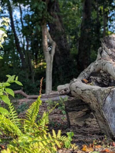 Tillie Memorial Dog Park - Berea, KY