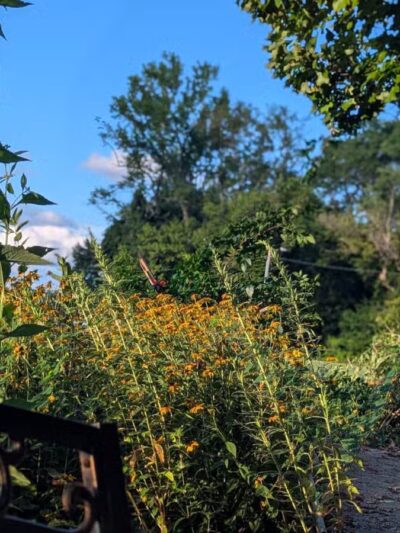 Tillie Memorial Dog Park - Berea, KY