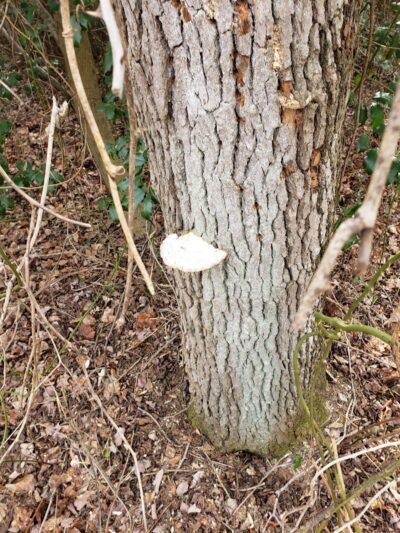 Berlin Park Trails - Berlin, NJ