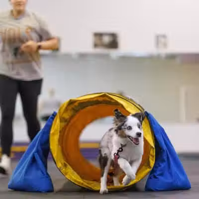 WonderDogs Canine Training & Activity Center - Berlin Township, NJ