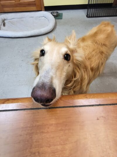 WonderDogs Canine Training & Activity Center - Berlin Township, NJ