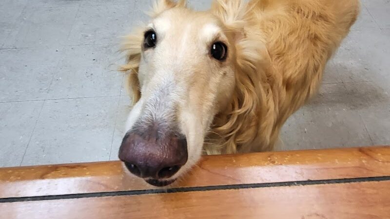 WonderDogs Canine Training & Activity Center - Berlin Township, NJ