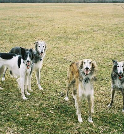 WonderDogs Canine Training & Activity Center - Berlin Township, NJ