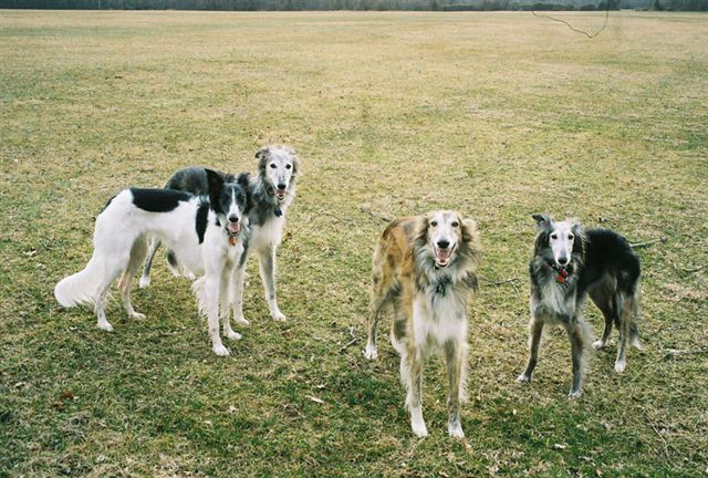 WonderDogs Canine Training & Activity Center - Berlin Township, NJ