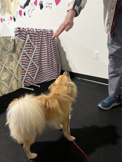 WonderDogs Canine Training & Activity Center - Berlin Township, NJ