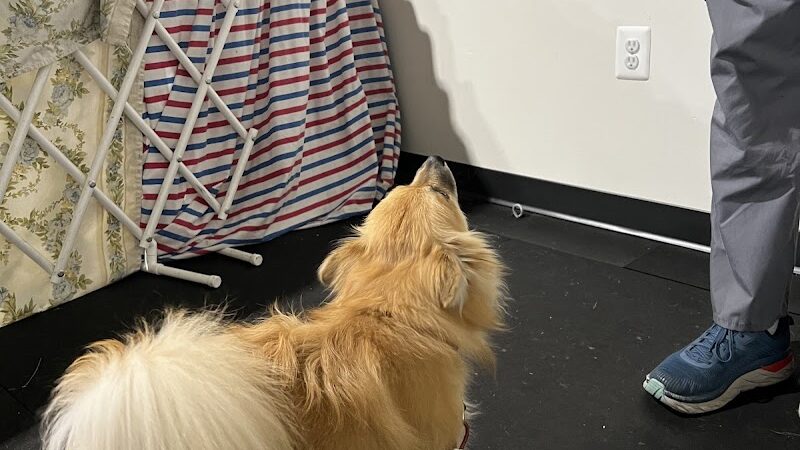 WonderDogs Canine Training & Activity Center - Berlin Township, NJ