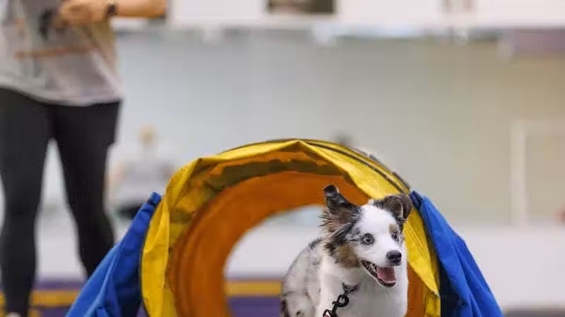 WonderDogs Canine Training & Activity Center - Berlin Township, NJ