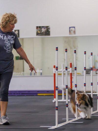 WonderDogs Canine Training & Activity Center - Berlin Township, NJ