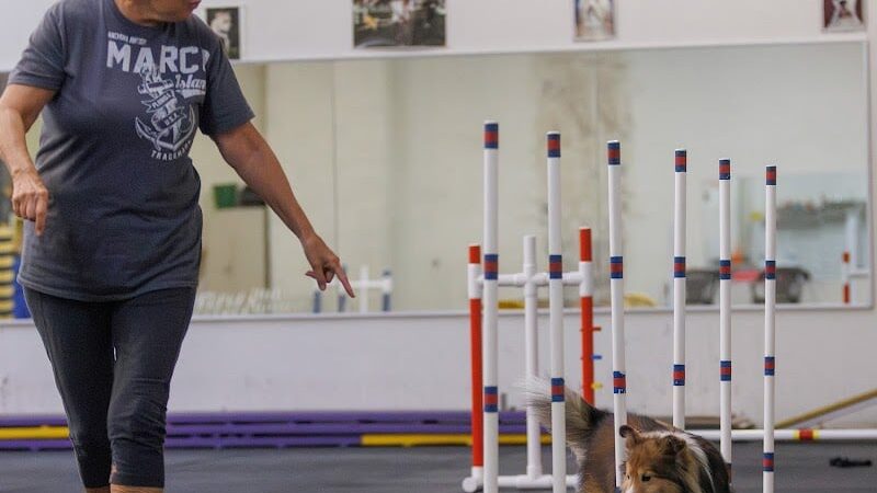 WonderDogs Canine Training & Activity Center - Berlin Township, NJ