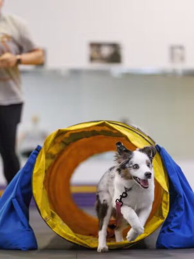 WonderDogs Canine Training & Activity Center - Berlin Township, NJ