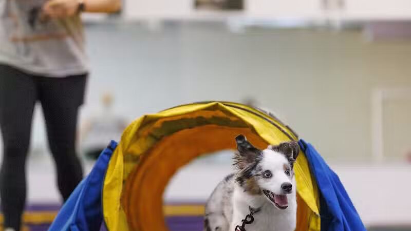 WonderDogs Canine Training & Activity Center - Berlin Township, NJ