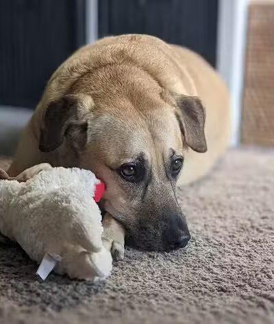 One Dog's Bark - Bigelow, AR