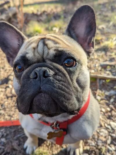 One Dog's Bark - Bigelow, AR