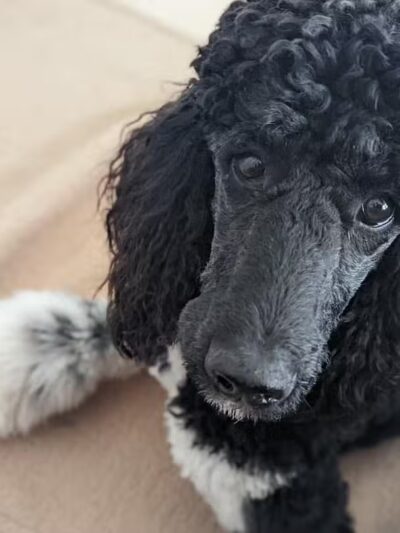 One Dog's Bark - Bigelow, AR