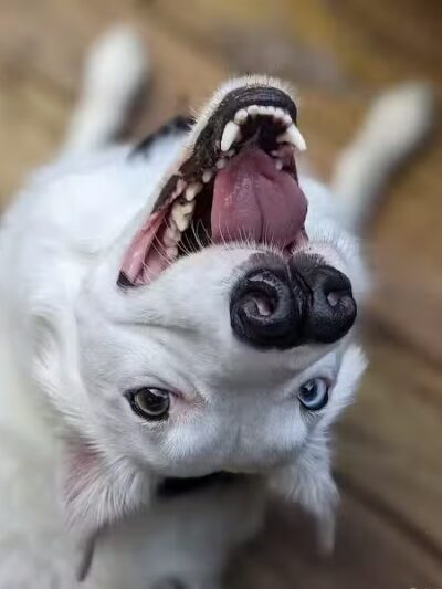 One Dog's Bark - Bigelow, AR