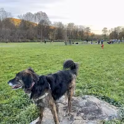 Canine Commons Dog Park - Binghamton, NY