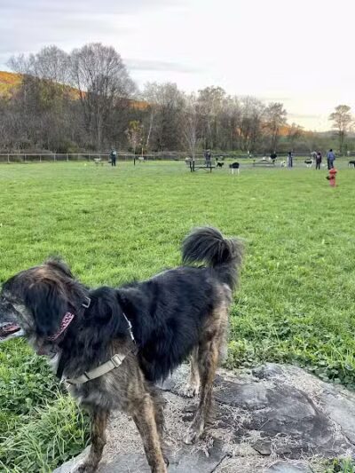 Canine Commons Dog Park - Binghamton, NY