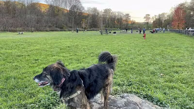 Canine Commons Dog Park - Binghamton, NY