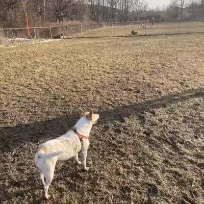 Canine Commons Dog Park - Binghamton, NY