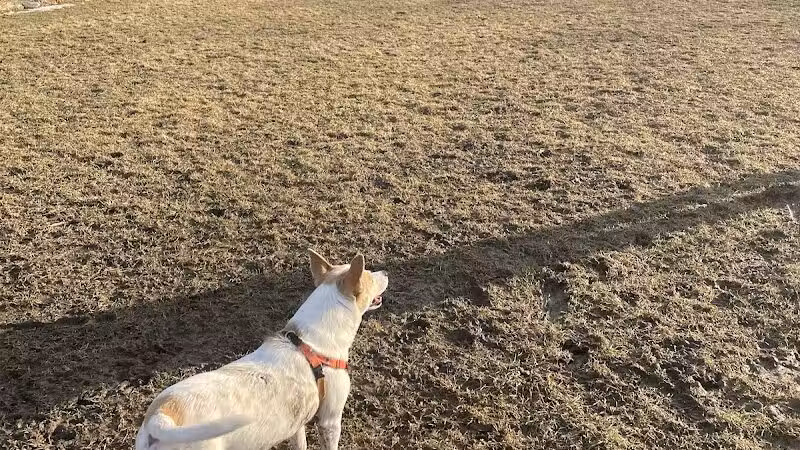 Canine Commons Dog Park - Binghamton, NY