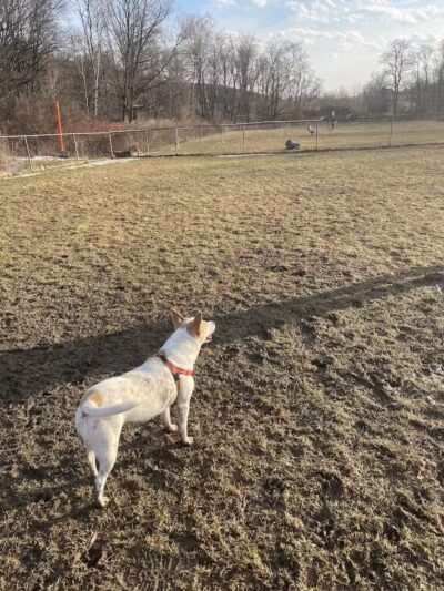 Canine Commons Dog Park - Binghamton, NY