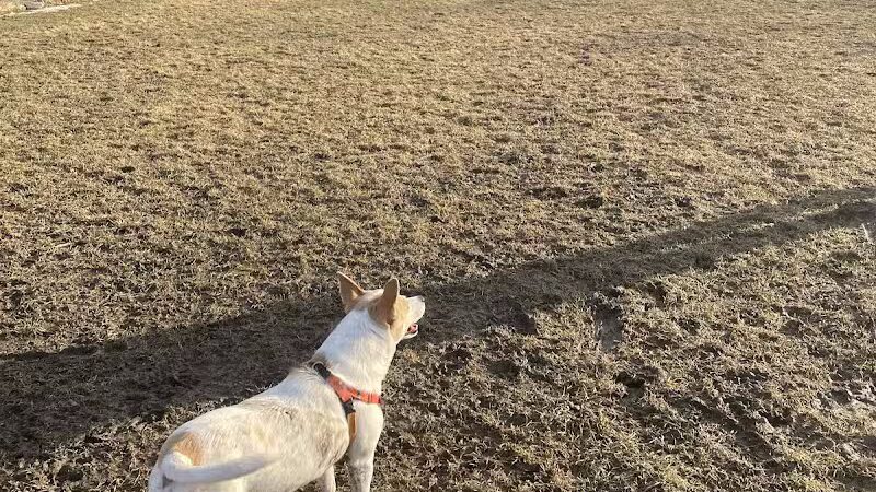 Canine Commons Dog Park - Binghamton, NY