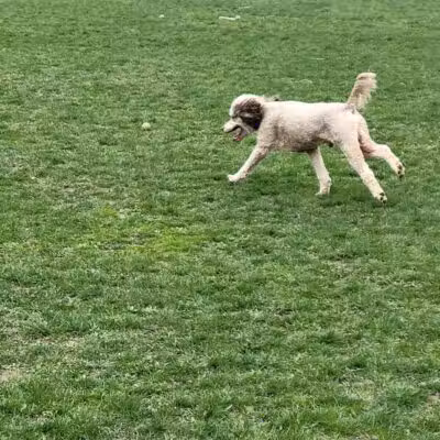 Canine Commons Dog Park - Binghamton, NY