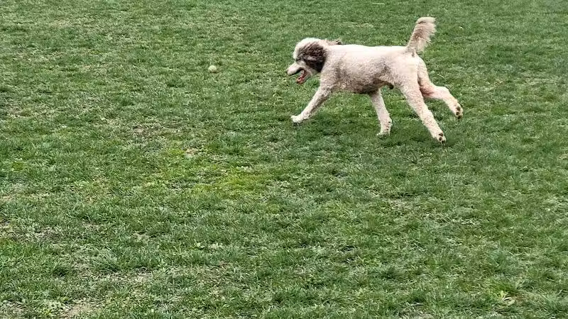 Canine Commons Dog Park - Binghamton, NY