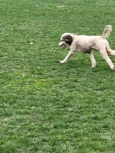 Canine Commons Dog Park - Binghamton, NY
