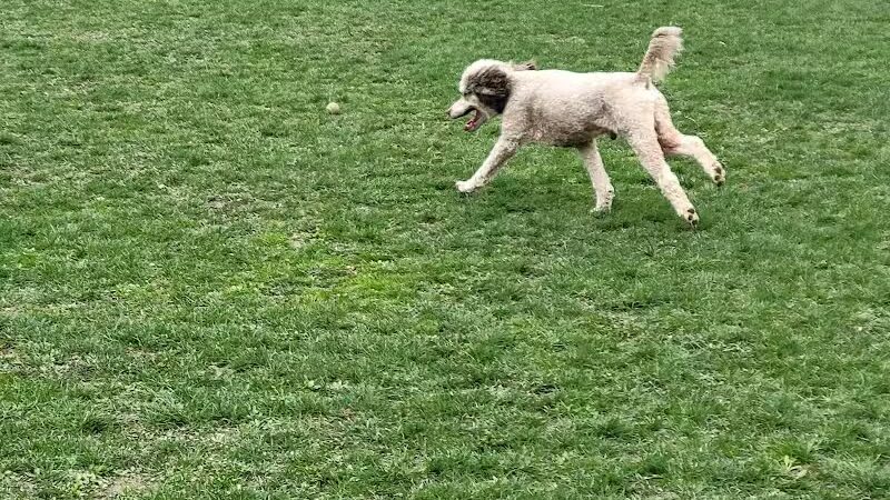 Canine Commons Dog Park - Binghamton, NY
