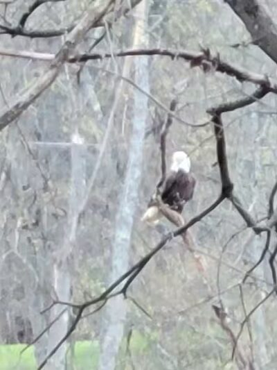 Canine Commons Dog Park - Binghamton, NY